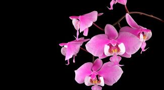 Картинка по теме - как пересадить фаленопсис