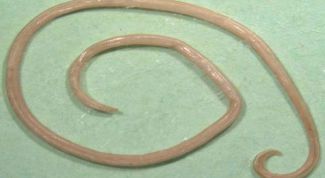 Картинка по теме - как определить паразитов в организме