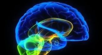 Картинка по теме - как повысить работоспособность мозга