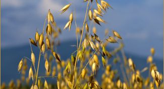 Картинка по теме - как применять овес