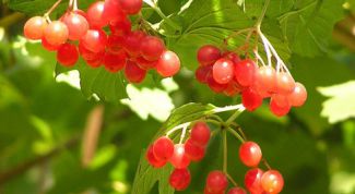 Картинка по теме - как приготовить калину