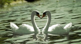 Картинка по теме - как отметить год совместной жизни