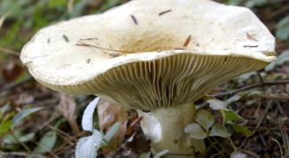 Картинка по теме - как засаливать грибы