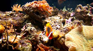 Картинка по теме - как нарисовать подводный мир