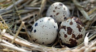 Картинка по теме - как применять перепелиные яйца в кулинарии