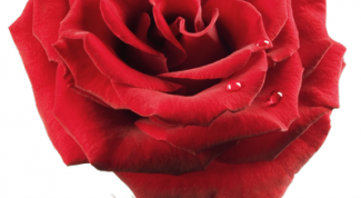 Картинка по теме - как дарить и принимать цветы