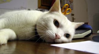 Картинка по теме - как отучить кота лазить по столу