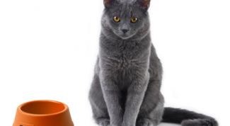 Картинка по теме - как отучить кошку от сухого корма