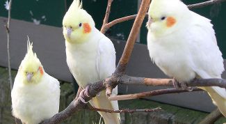 Картинка по теме - как назвать кореллу