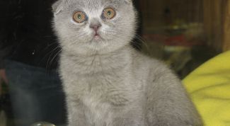 Картинка по теме - как назвать вислоухого котёнка