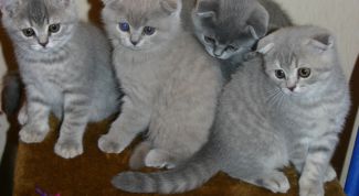 Картинка по теме - как назвать шотландского котенка