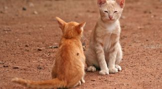 Картинка по теме - как подружить кота и кошку