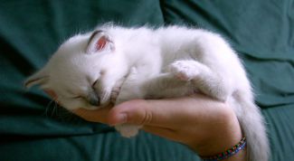 Картинка по теме - как назвать белого кота