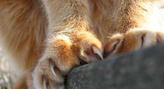 Картинка по теме - как подстричь кошке когти