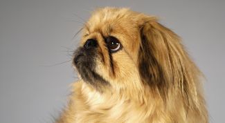 Картинка по теме - как назвать собаку пекинеса