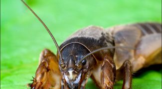 Картинка по теме - как избавиться от медведки