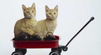 Картинка по теме - как перевезти кошек на самолете