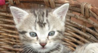 Картинка по теме - как приучить котенка спать одному