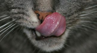 Картинка по теме - как отучить кота от сухих кормов