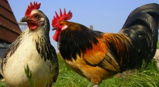Картинка по теме - как отличить курицу от петуха