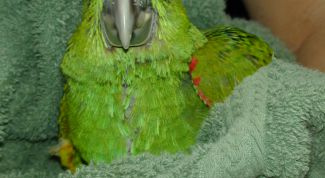 Картинка по теме - как научить попугая купаться
