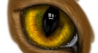 Картинка по теме - как нарисовать кошачьи глаза