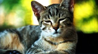 Картинка по теме - как лечить кота при простуде