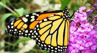 Картинка по теме - как изменить дату снимка на фото