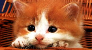 Картинка по теме - как определить породу котенка