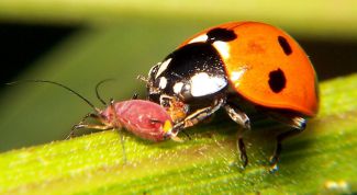 Картинка по теме - как избавиться от тли в цветах