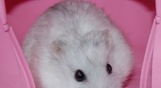 Картинка по теме - как отличить самца и самку хомяка