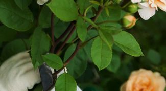 Картинка по теме - как обрезать цветы