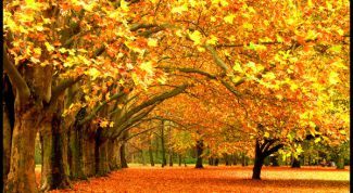 Картинка по теме - как запомнить названия месяцев