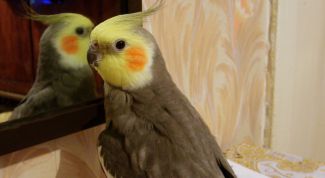 Картинка по теме - как научить разговаривать попугая кореллу