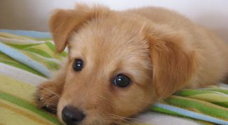 Картинка по теме - как определить пол собаки