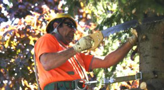 Картинка по теме - как пилить деревья