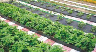 Картинка по теме - как зарегистрировать собственность на землю