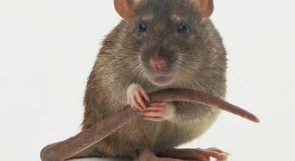 Картинка по теме - как избавиться от крыс в доме