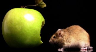 Картинка по теме - как избавиться от запаха мышей