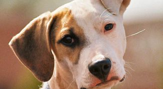 Картинка по теме - как написать текст на фотографии в photoshop