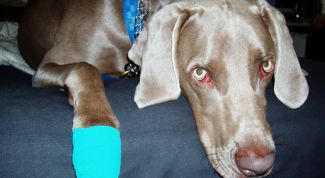 Картинка по теме - как лечить лапу собаке