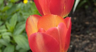 Картинка по теме - как нарисовать тюльпан карандашом