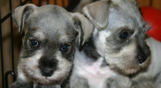 Картинка по теме - как продать щенков быстро