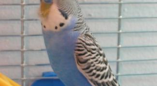 Картинка по теме - как назвать попугая мальчика  волнистого