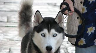 Картинка по теме - как обращаться с собакой