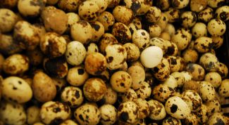 Картинка по теме - как готовить перепелиные яйца