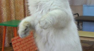 Картинка по теме - как научить кота командам