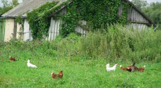 Картинка по теме - как провести газ в деревню