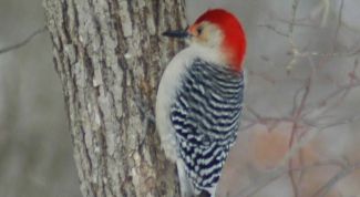 Картинка по теме - как нарисовать дятла