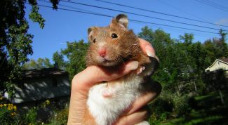 Картинка по теме - как определить возраст хомяка